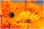 header plaat