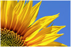 header plaat